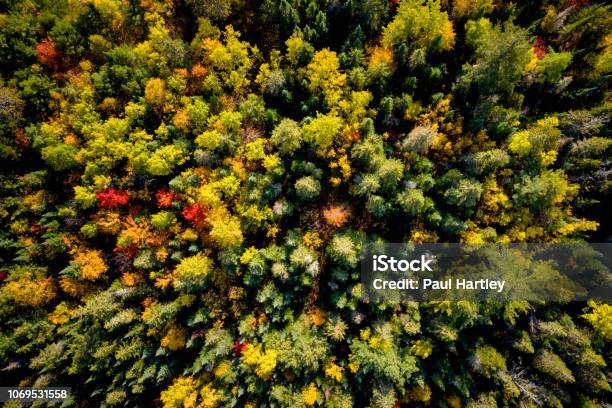 Downward View Of A Woodland In Autumn Stock Photo - Download Image Now - Forest, Ontario - Canada, Canada