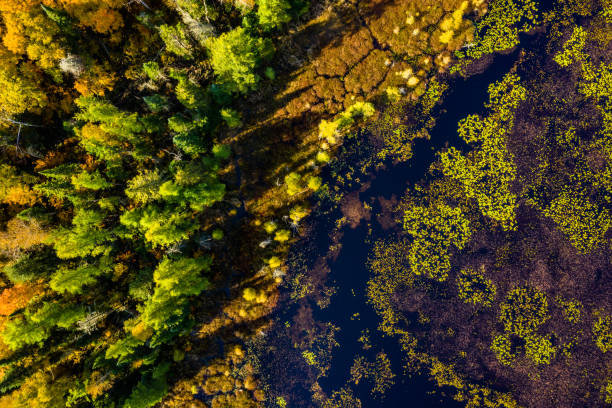 istock Downward view of a wetland and forest 1069531560