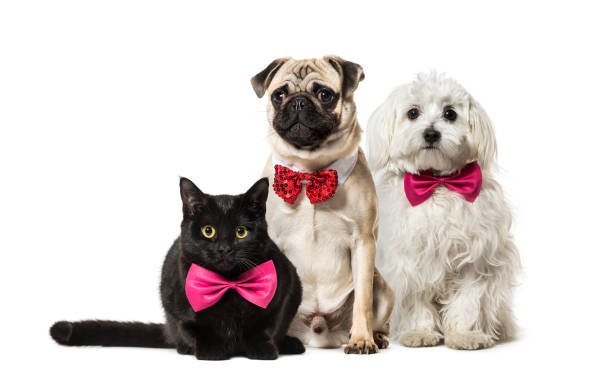 mixed-breed cat, pug in red bow tie sitting, maltese dog, in front of white background - dog mixed breed dog group of animals small imagens e fotografias de stock