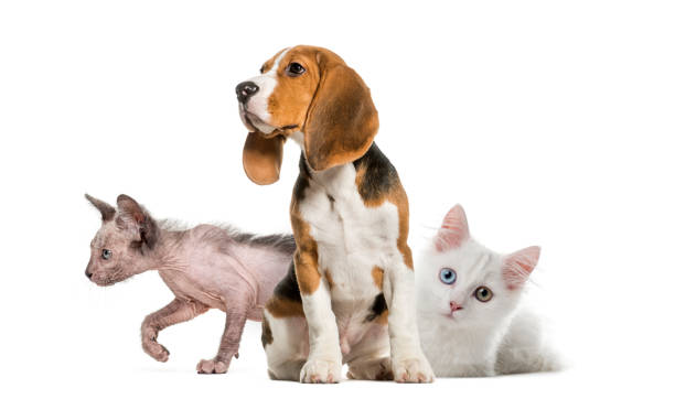 istock Young Beagle sitting, White kitten, Kitten Lykoi cat, in front of white background 1069531568