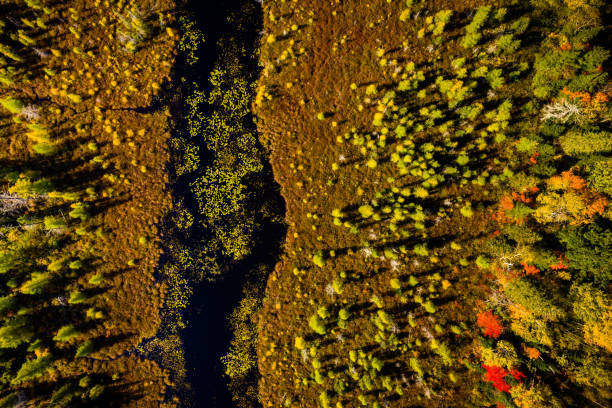 istock Downward view of a wetland and forest 1069531588