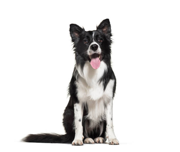 istock Border Collie, 3 years old, in front of white background 1069532308