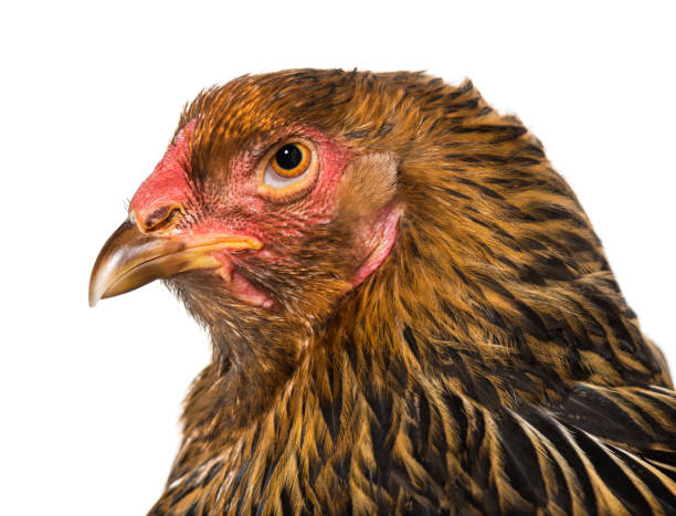 istock Brahma hen, close up against white background 1069532352