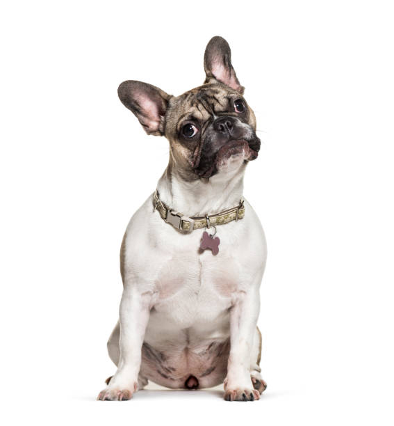 istock French Bulldog, 6 months old, in front of white background 1069532386