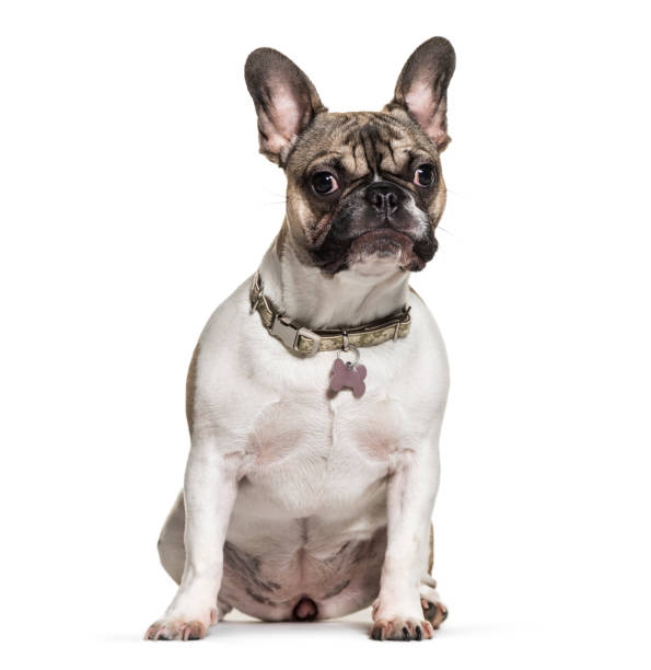 istock French Bulldog, 6 months old, in front of white background 1069532454