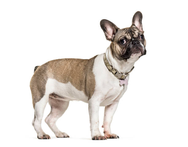 istock French Bulldog, 6 months old, in front of white background 1069532464