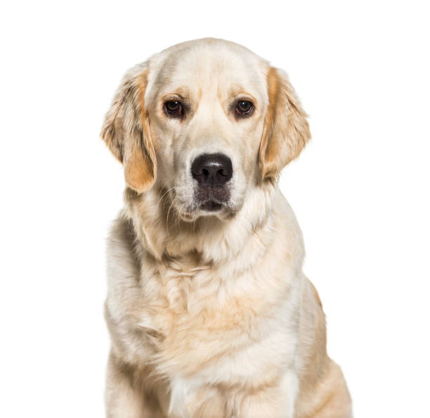 istock Golden Retriever, 10 months old, in front of white background 1069532584