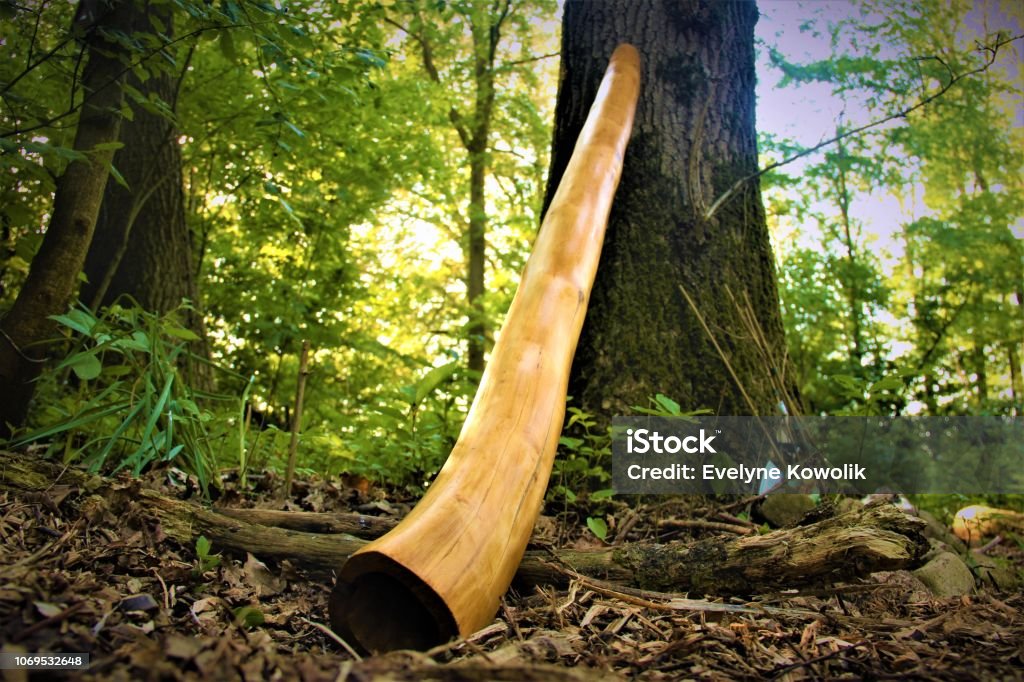 Didgeridoo in the Forest A wooden didgeridoo lying against a tree Didgeridoo Stock Photo