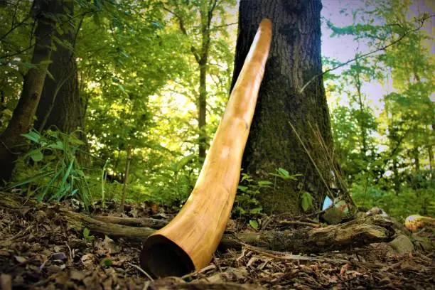 A wooden didgeridoo lying against a tree