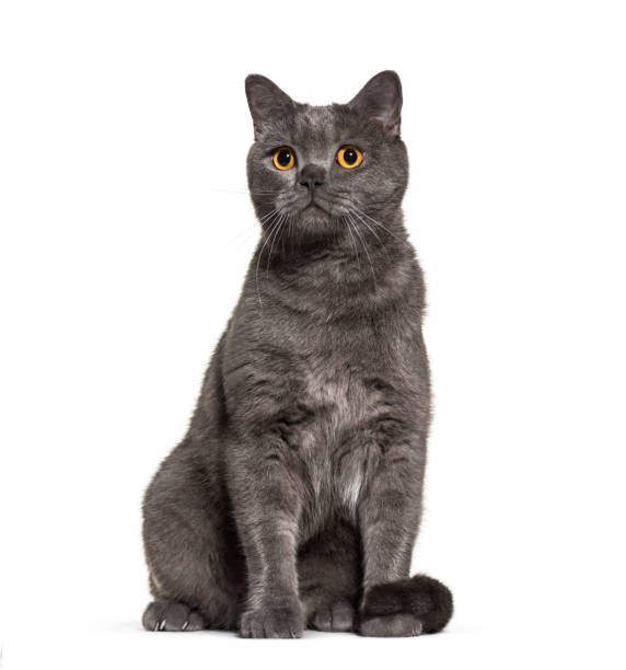 istock British Shorthair, 4 years old, in front of white background 1069532834