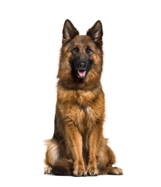 istock German Shepherd, 3 years old, in front of white background 1069532876