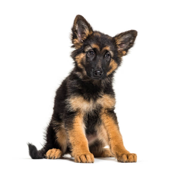 istock German Shepherd, 3 months old, in front of white background 1069532896