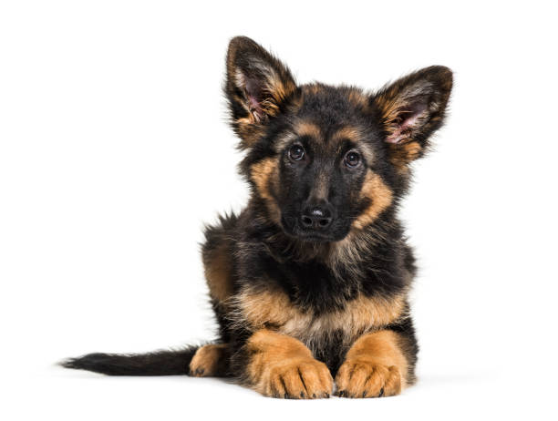 istock German Shepherd, 3 months old, in front of white background 1069533938