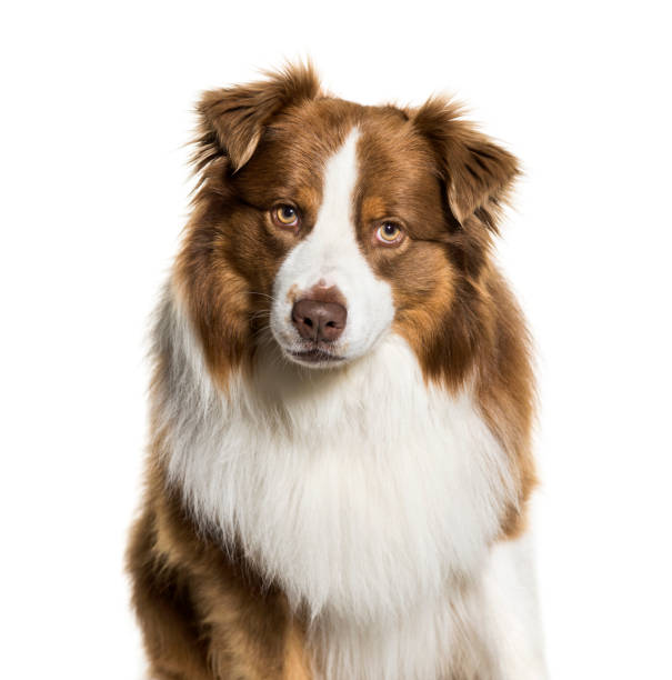 istock Australian Shepherd, 3 years old, in front of white background 1069533974