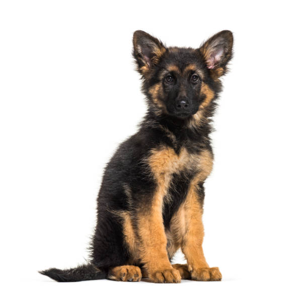 istock German Shepherd, 3 months old, in front of white background 1069534016