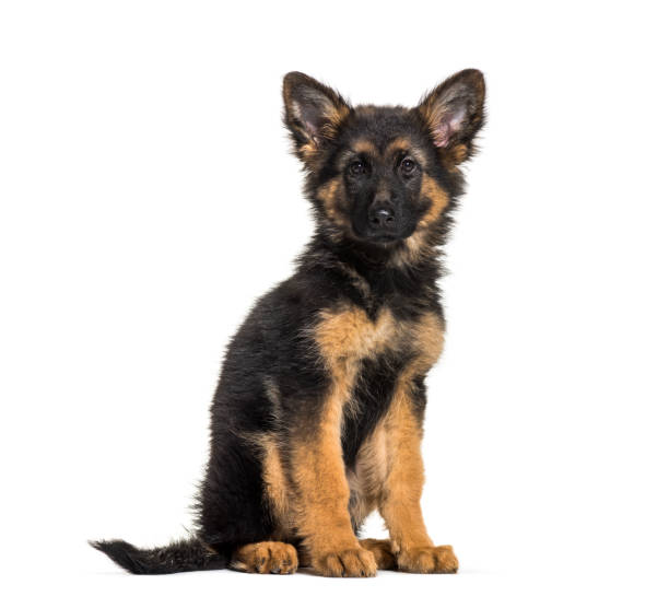 istock German Shepherd, 3 months old, in front of white background 1069534058