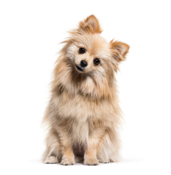 Spitz, 1 year old, in front of white background Spitz, 1 year old, in front of white background head cocked stock pictures, royalty-free photos & images