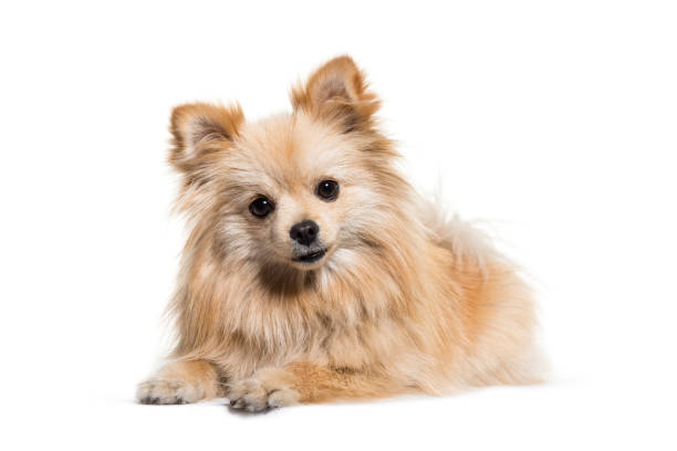 istock Spitz, 1 year old, in front of white background 1069534176