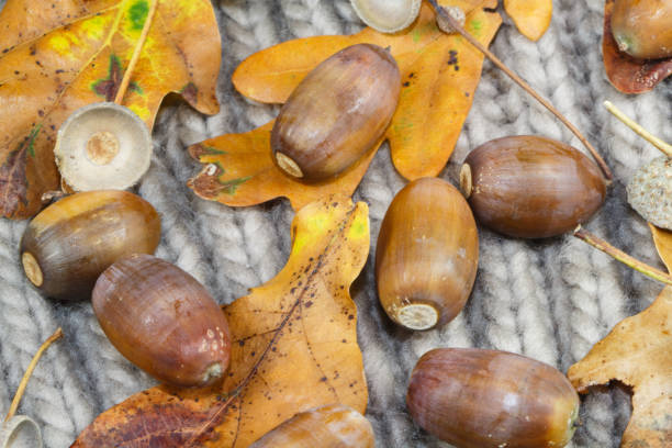 bellotas, hojas muertas y cupules en un gorro - cupule fotografías e imágenes de stock