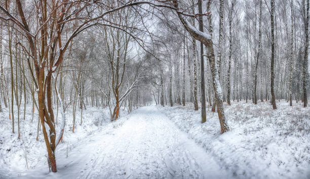 istock Snow-covered trees in the city park 1069534878