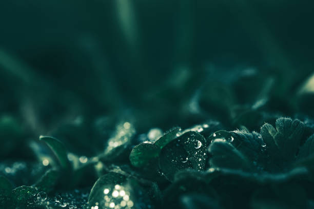 Small plants sprouting in the shade of an old tree in Sweden, really soft warm light gives the image a mystical almost fairytale-like feel. Such small worlds can be found under our feet during a walk in the woods.