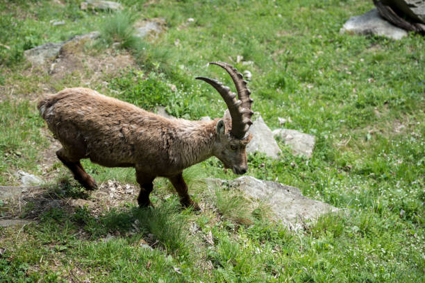 istock Wildlife Italian Alps: Alpine ibex (Capra ibex), steinbock or bouquetin 1069537566
