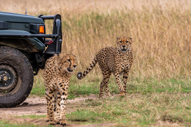 istock The Five Cheetah Brothers of Masai Mara. 1069538068