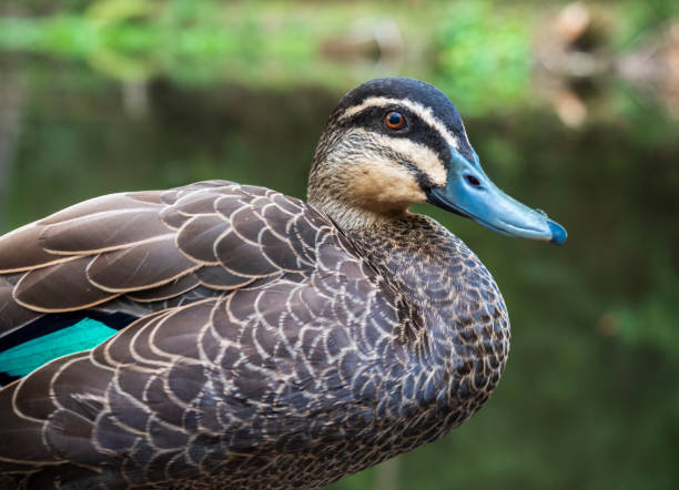 istock Closeup of a curious wild duck in its natural environment 1069538688