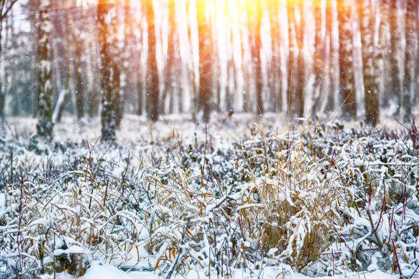 istock Snow-covered trees in the city park 1069538790