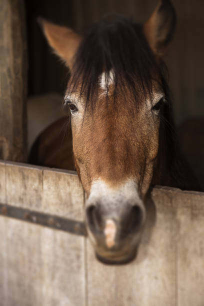 istock Portrait of a horse. 1069538916