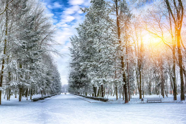 istock Snow-covered trees in the city park 1069541106