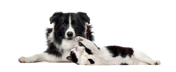 border collie, gato de raza mezclada, delante de fondo blanco - pets feline domestic cat horizontal fotografías e imágenes de stock
