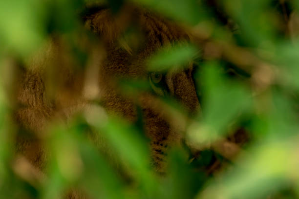 Close up portrait shot of a lioness in the wild