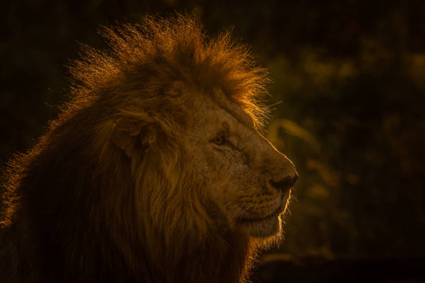 istock The World of Lion! 1069544222