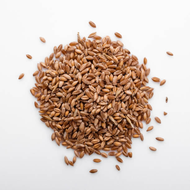 istock spelt seeds on a white acrylic background 1069544378