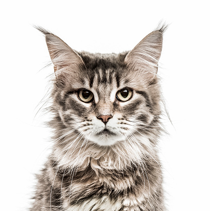 Close up portrait of cute little european cat against gray background. Puppy of stray cat looking at camera with suspicious expression. Sharp focus on eyes. Horizontal studio portrait.