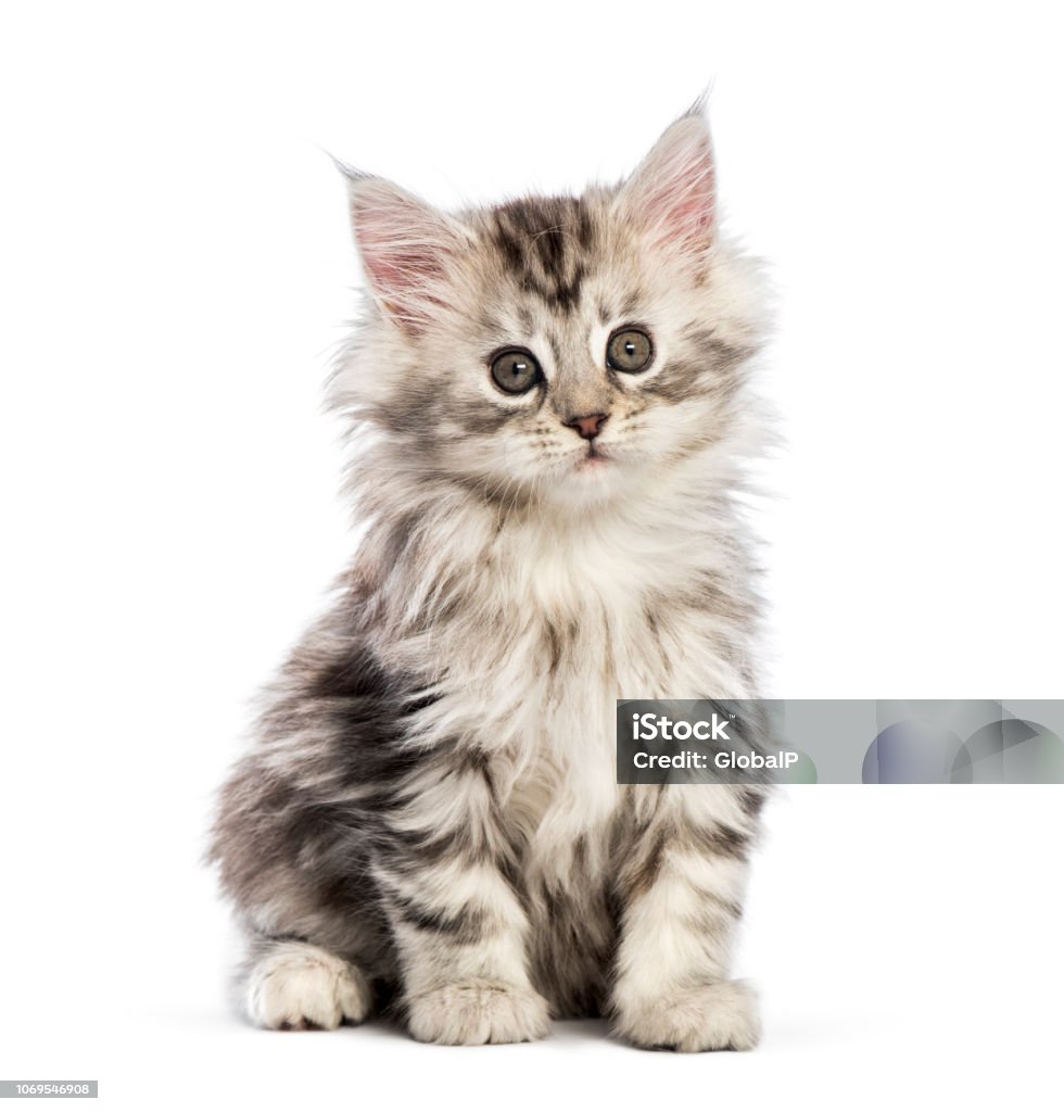 Mèo Con Maine Coon 8 Tuần Tuổi Trước Nền Trắng Hình ảnh Sẵn có ...