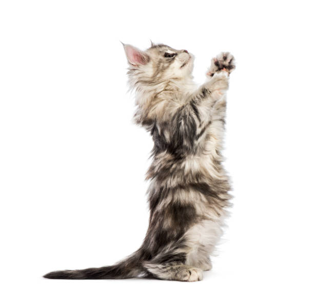 Maine coon kitten, 8 weeks old, reaching out in front of white background