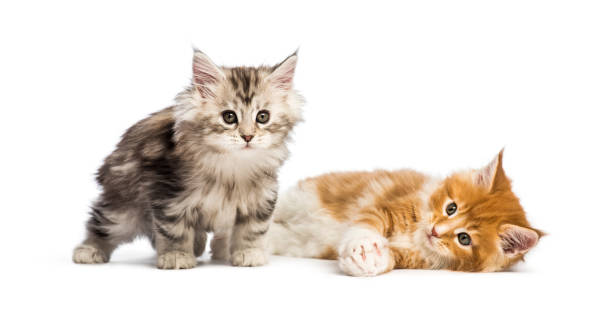 maine coon chatons, âgés de 8 semaines se trouvant ensemble, en face de fond blanc - domestic cat ginger two animals kitten photos et images de collection