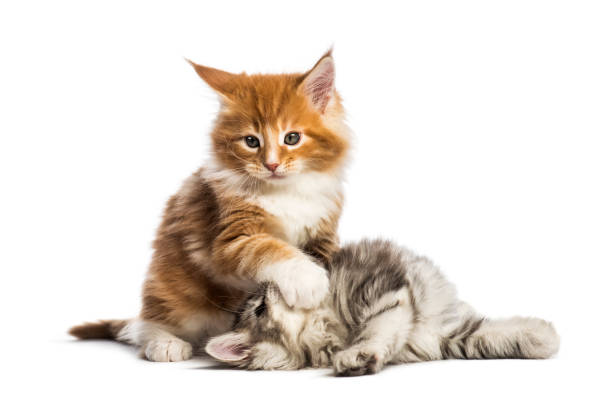 maine coon chatons, âgés de 8 semaines jouent combat ensemble, en face de fond blanc - domestic cat ginger two animals kitten photos et images de collection