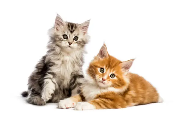 Photo of Maine coon kittens, 8 weeks old, lying together, in front of white background