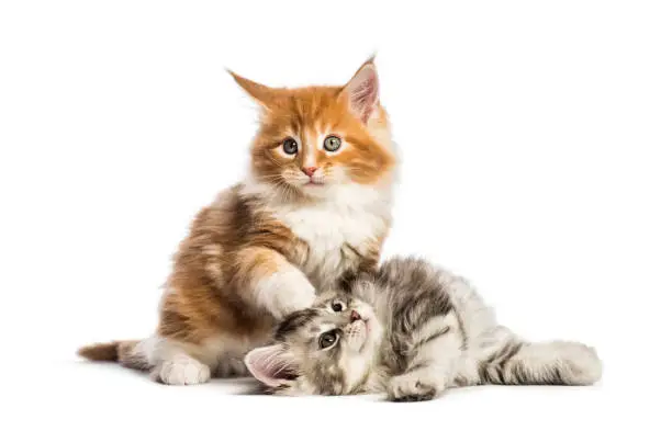 Photo of Maine coon kittens, 8 weeks old, lying together, in front of white background