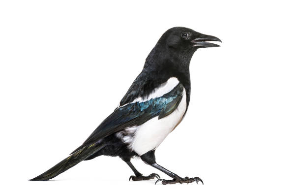 istock Common Magpie, Pica pica, in front of white background 1069549682
