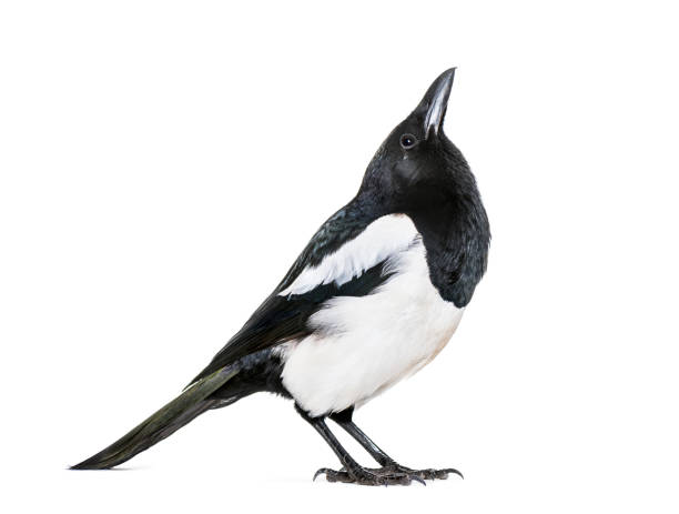 istock Common Magpie, Pica pica, in front of white background 1069549702