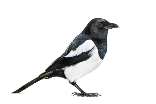 istock Common Magpie, Pica pica, in front of white background 1069549706