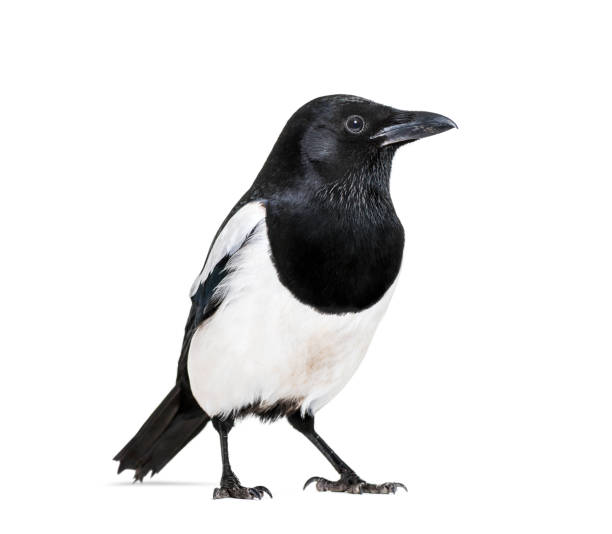 istock Common Magpie, Pica pica, in front of white background 1069549714