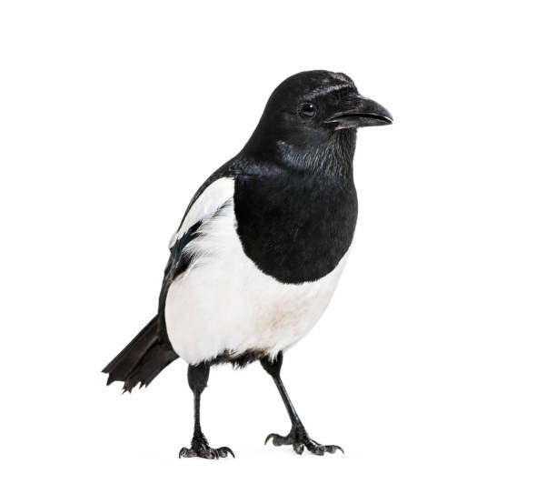 istock Common Magpie, Pica pica, in front of white background 1069549722