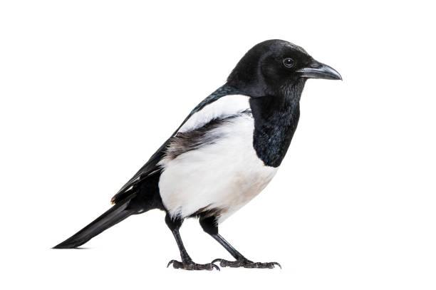 istock Common Magpie, Pica pica, in front of white background 1069549752