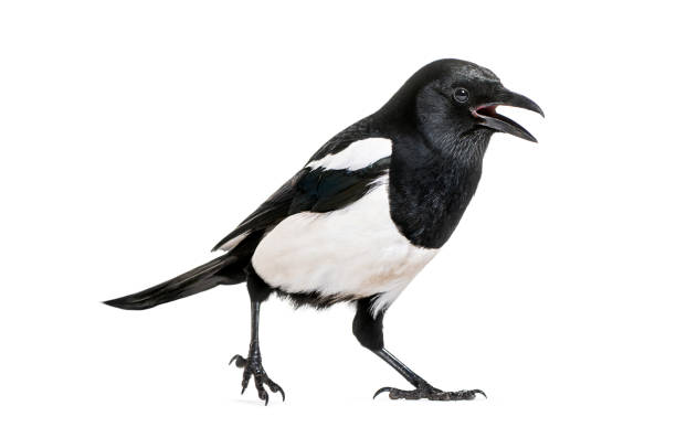 istock Common Magpie, Pica pica, in front of white background 1069549754