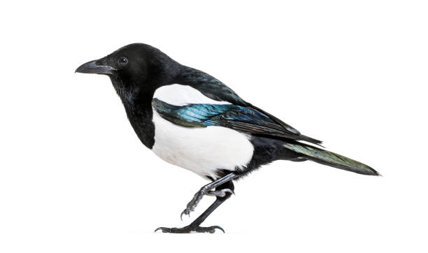 istock Common Magpie, Pica pica, in front of white background 1069549770
